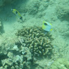 Teardrop Butterflyfish (lauhau)