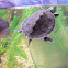 Common Map Turtle