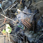 Pickerel Frog