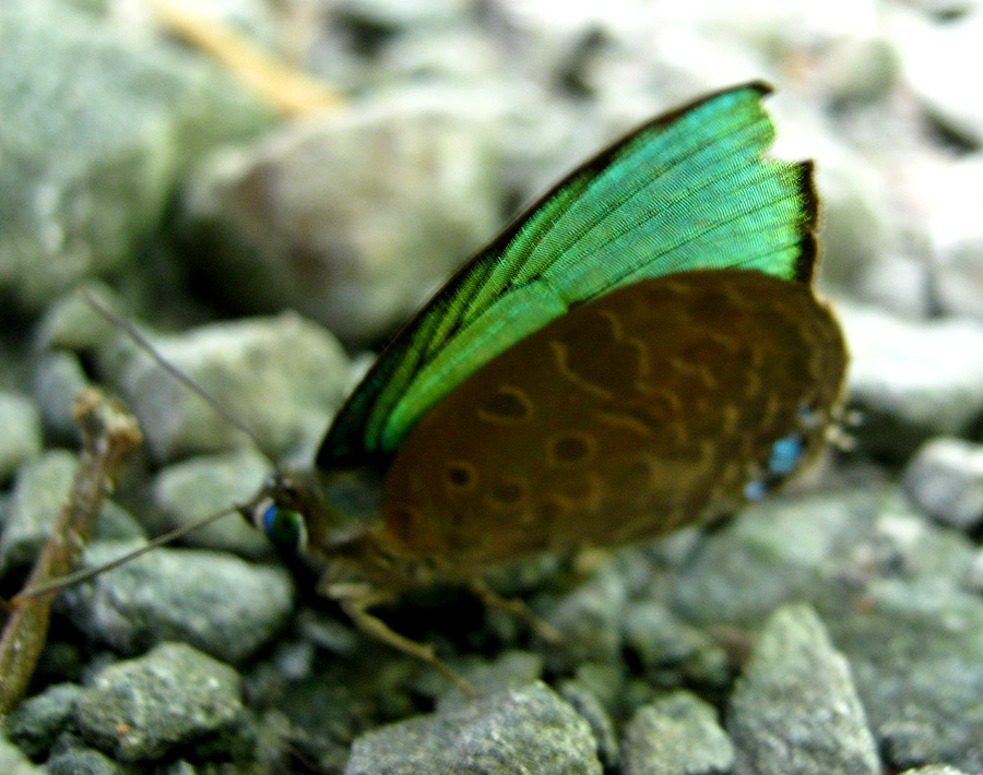 Bornean Gossamer-winged Butterfly