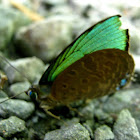 Bornean Gossamer-winged Butterfly