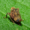 Leaf Hopper Nymph