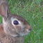 Eastern Cottontail Rabbit