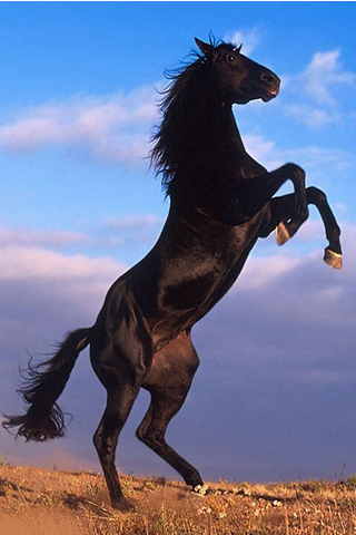Black Horse Wallpapers On Google Play Reviews Stats