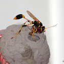 Vase-cell Mud-Dauber Wasp