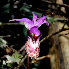 Fairyslipper Orchid