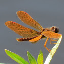 Eastern amber wing dragonfly