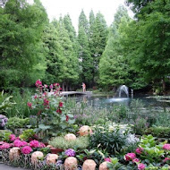 菁芳園 Tenway Garden／花園餐廳／落羽松