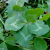 5 leaf clover