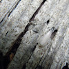 Western Subterranean termites
