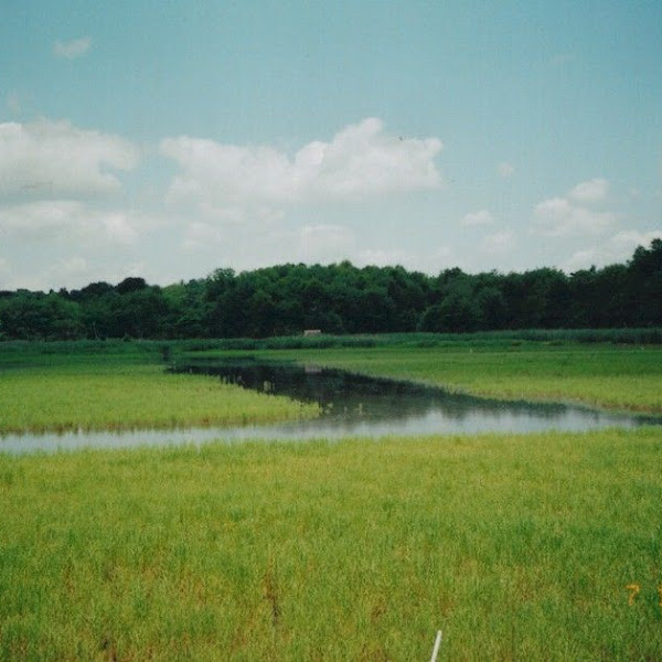Salt Marsh Dieback/Restoration New England Project Noah