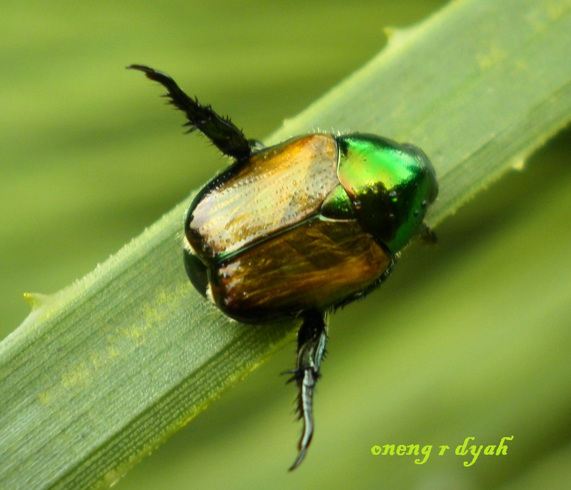 Japannese beetle