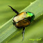 Japannese beetle