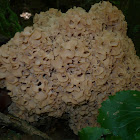   Cauliflower Mushroom