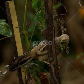 Yummy food....Yellow Billed Babbler..Dec 27 2014, Paravur, Kollam, Kerala. by Nithya Purushothaman - Uncategorized All Uncategorized