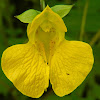 Yellow Jewelweed