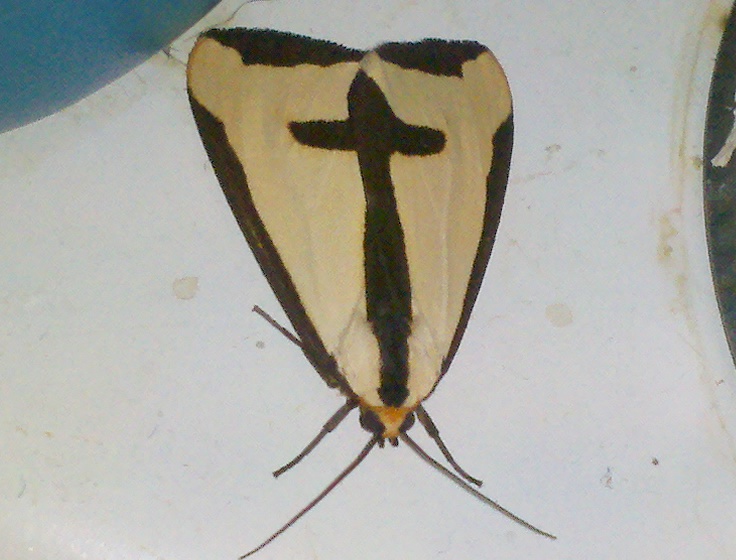 Clymene Moth