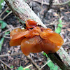 Jelly fungus