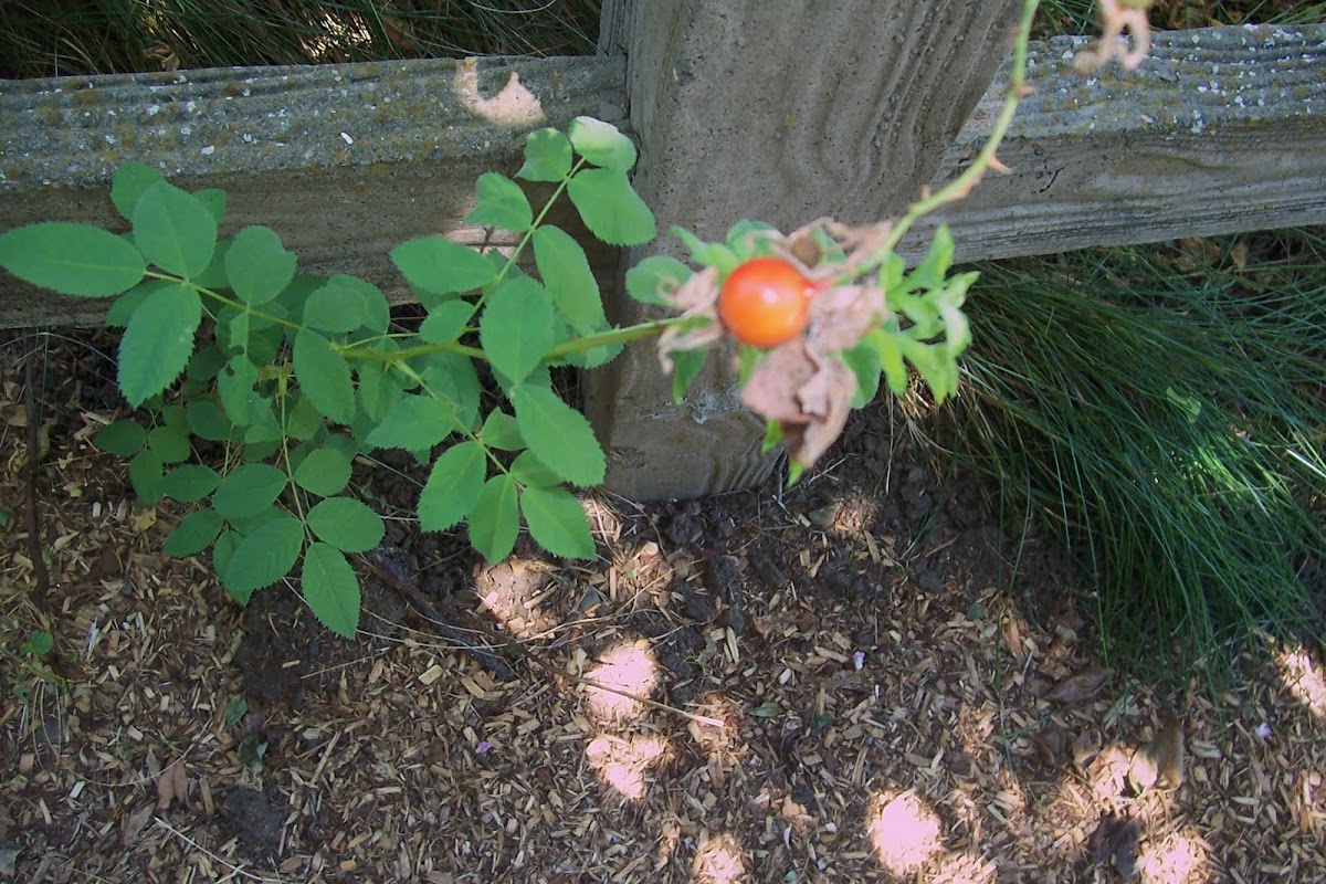 Prickly wild Rose Project Noah