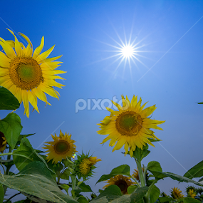 SUN by Kamaludin Syah - Flowers Flower Gardens