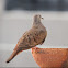 Ruddy Ground-Dove