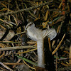 Fat-Footed Clitocybe?