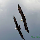Bald Eagle stealing a fish from Osprey