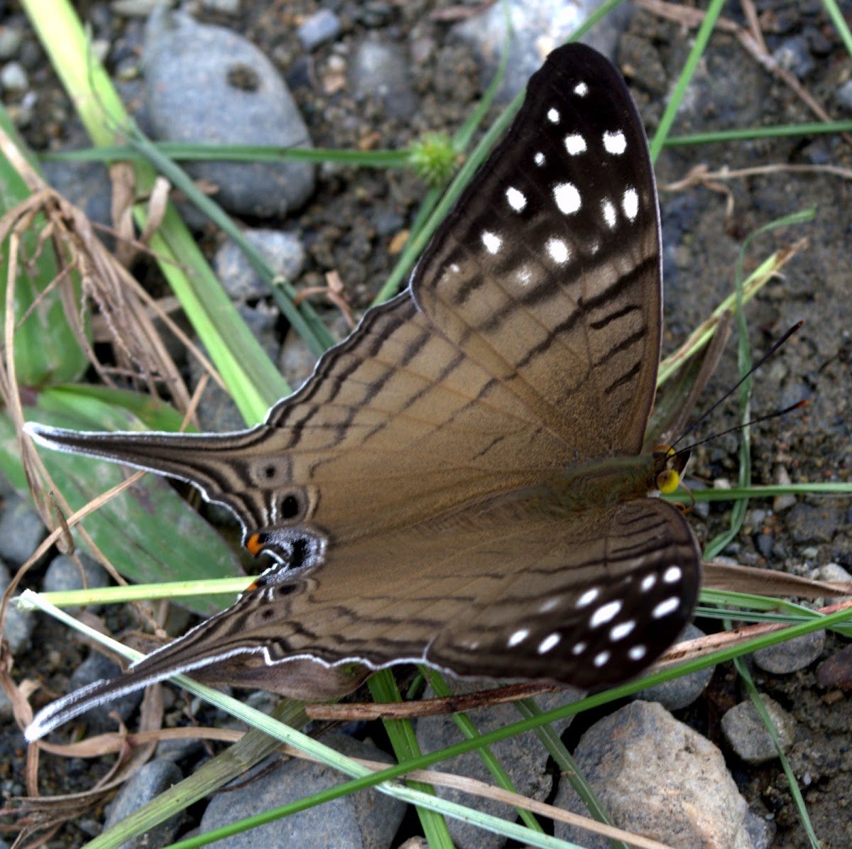 Merops daggerwing