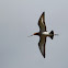 Black-tailed Godwit