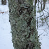 Greensheild Lichen