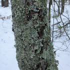 Greensheild Lichen