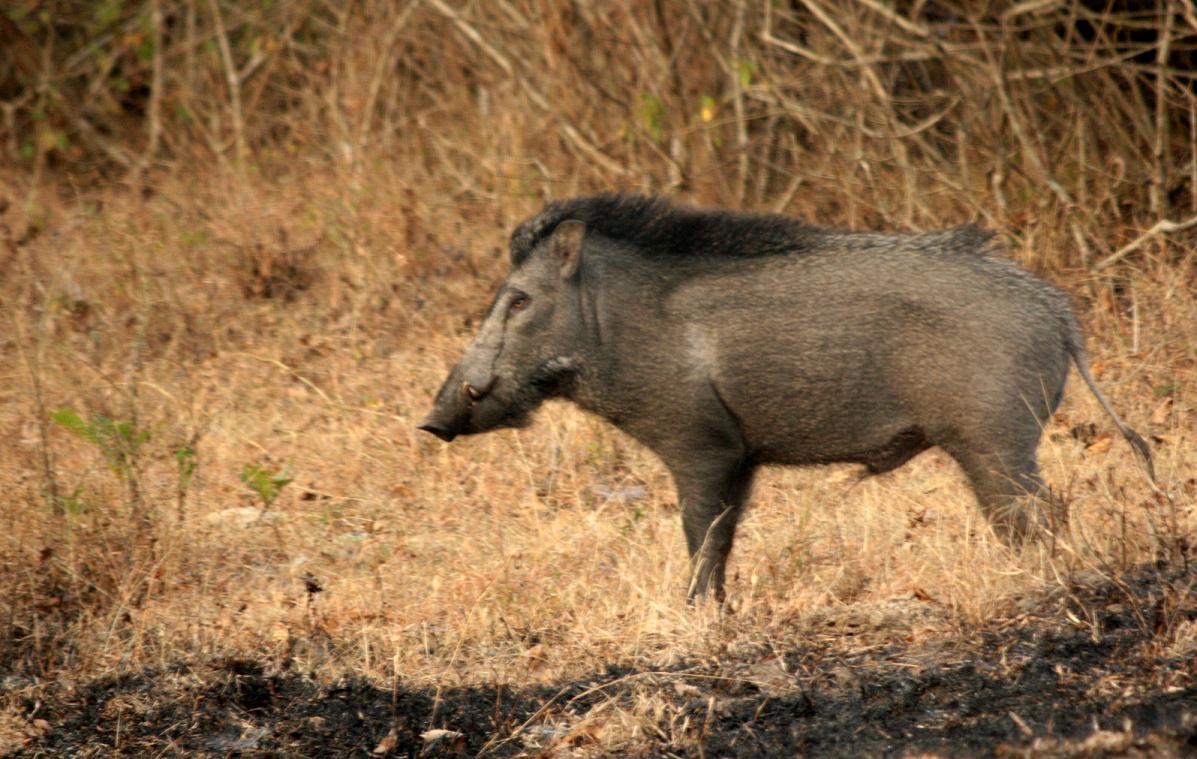 Indian Wild Boar