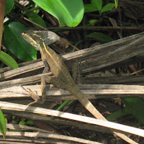 Reptiles of Gandoca-Manzanillo National Wildlife Refuge