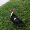 Muscovy Duck