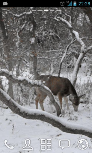 Winter Deer Live Wallpaper