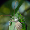 Leaf-footed bug (nymph)
