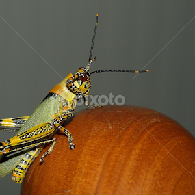 ...! by Carlos Palhau - Animals Insects & Spiders