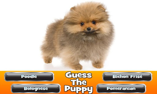 【免費益智App】Guess The Puppy 2 Trivia-APP點子