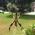 Black-and-yellow argiope, writing spider
