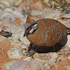 Spinifex Pigeon  (White-bellied Plumed Pigeon)