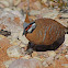 Spinifex Pigeon  (White-bellied Plumed Pigeon)
