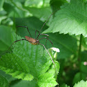 Harvestman