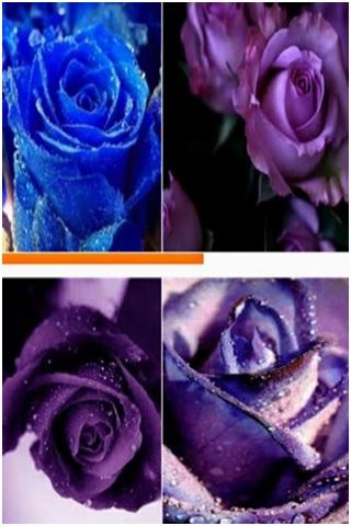 Lilac Roses