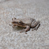 Four-lined Tree Frog