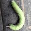 Tomato horn worm