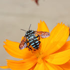 Blue Cuckoo Bee