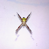 Spider  by Renjith Ramesan -  