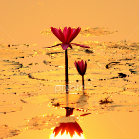 Water Lily by Jahed Hossain - Flowers Flowers 2011-2013