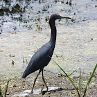 Little Blue Heron