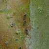 Tiny Ants on an Immense Tree